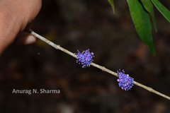 Memecylon angustifolium